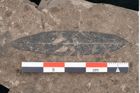 Foto (Detailansicht) von Andromeda protogaea Unger (NHMW-GEO-2024-0188-8020)